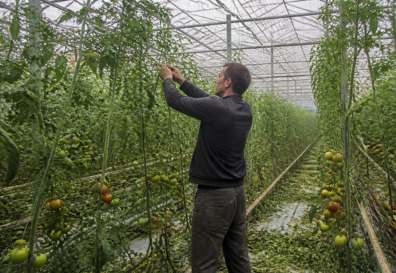Medewerker bindt tomatengewas op in een Nederlandse kas
